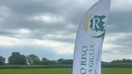 Il campo di riso più a nord d’Europa, a Silvella di San Vito di Fagagna