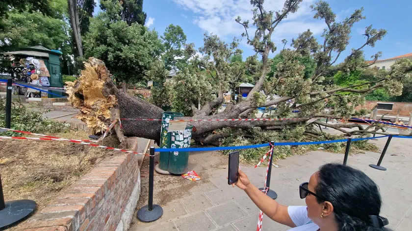 Il leccio caduto a piazzale Roma (foto Interpress)