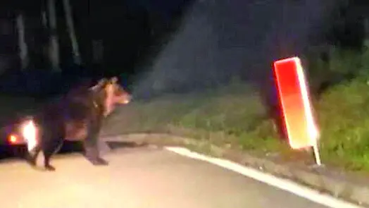 Un fotogramma del video, in cui si vede l'orso appena uscito dalla galleria