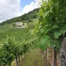 Panoramica sulle vigne del prosecco in località Rolle