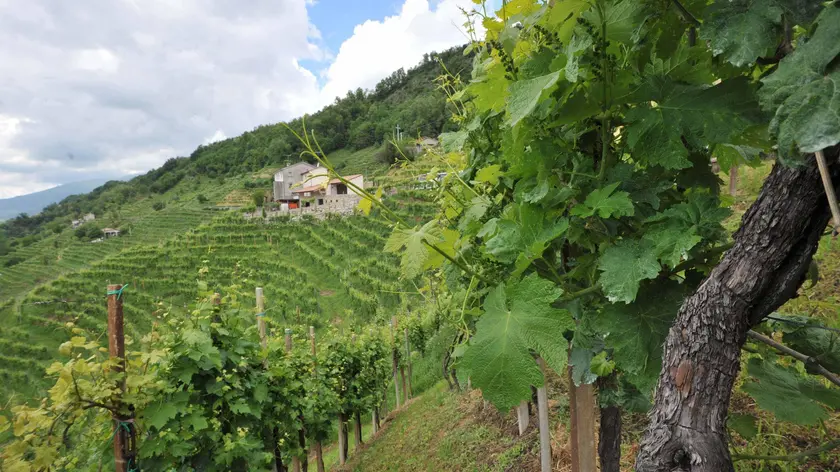 Panoramica sulle vigne del prosecco in località Rolle