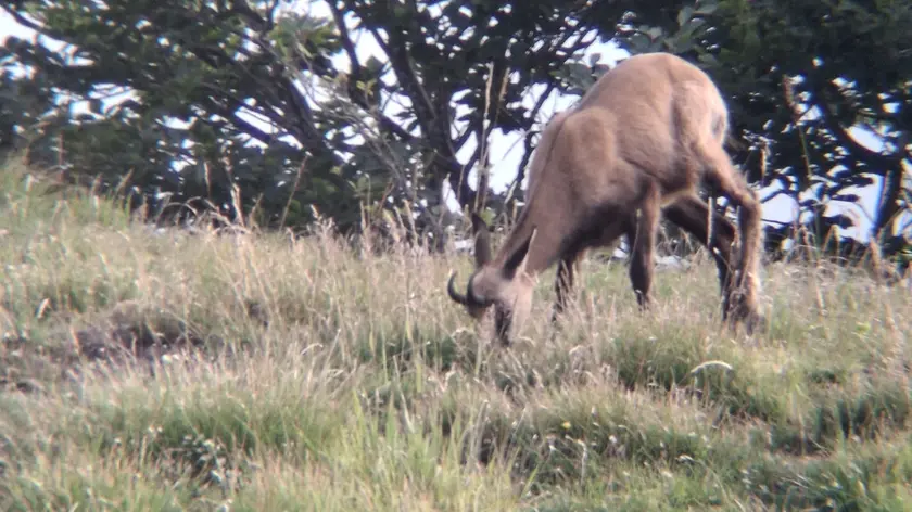 Uno dei camosci avvistati in Val Lapisina