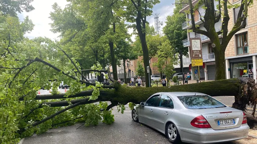 L'auto travolta dall'albero a Conegliano