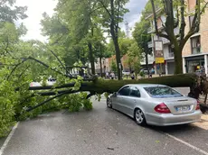 L'auto travolta dall'albero a Conegliano