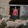 Il gregge di Michael
