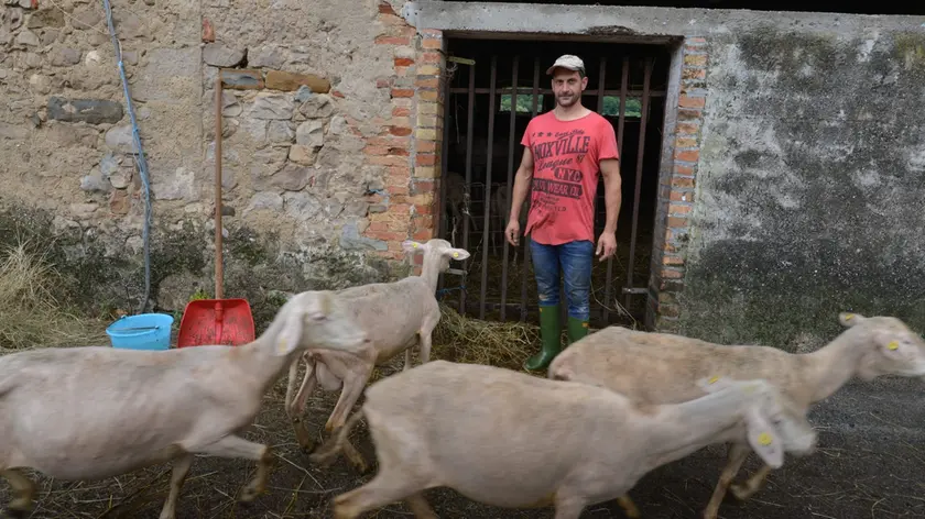 Il gregge di Michael