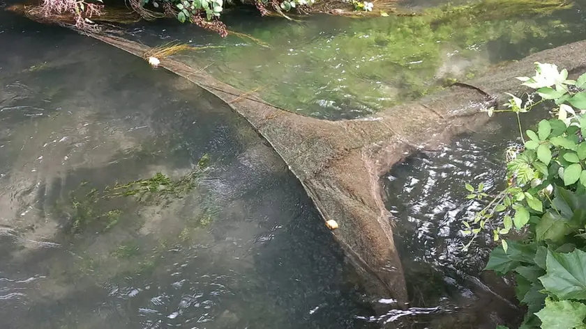 La rete da pesca abusiva nel Negrisia a Cimadolmo