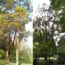 Uno degli alberi nel 2022 (a sinistra) e oggi (a destra)