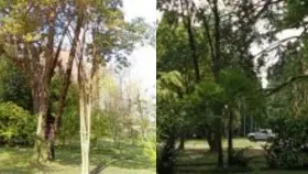 Uno degli alberi nel 2022 (a sinistra) e oggi (a destra)