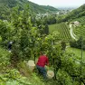 Vendemmiatori all'opera sulle colline del prosecco