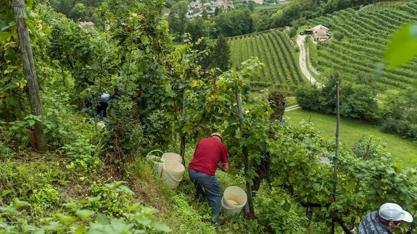 Vendemmiatori all'opera sulle colline del prosecco