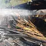 L'incendio nell'allevamento di Miane