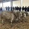 Un’asta di giovani bovini