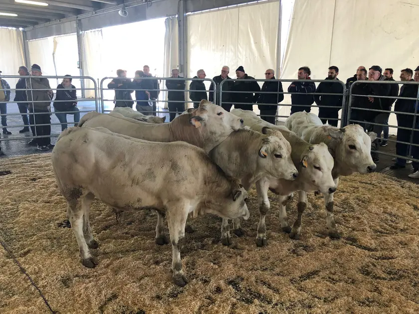 Un’asta di giovani bovini