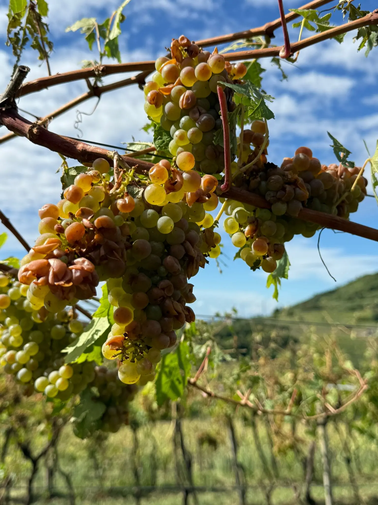 Uva danneggiata da una grandinata