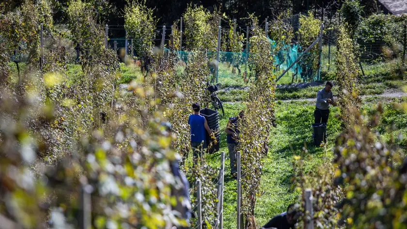 Vendemmia 2025 in provincia di Treviso: intensificati i controlli contro il caporalato e le irregolarità sul lavoro agricolo