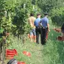 Controlli dei carabinieri durante la vendemmia