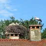 Alcune delle cicogne nate in Friuli