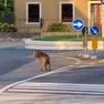 Un lupo avvistato a Cappella Maggiore
