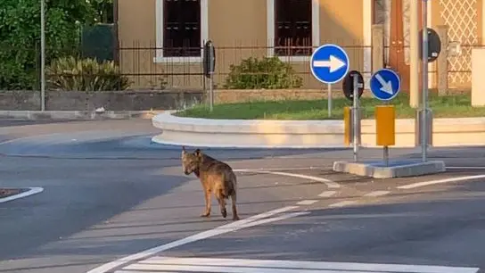 Un lupo avvistato a Cappella Maggiore