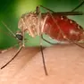 Una donna del Polesine in prognosi riservata dopo essere stata colpita da West Nile