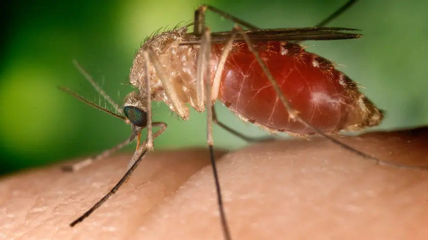 Una donna del Polesine in prognosi riservata dopo essere stata colpita da West Nile