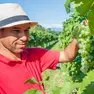 Manca un mese alla prossima vendemmia del Prosecco