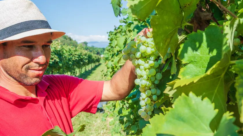 Manca un mese alla prossima vendemmia del Prosecco