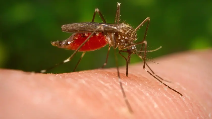 Donna di 30 anni infettata dalla West Nile a Codognè