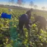 Caporalato sui campi trevigiani