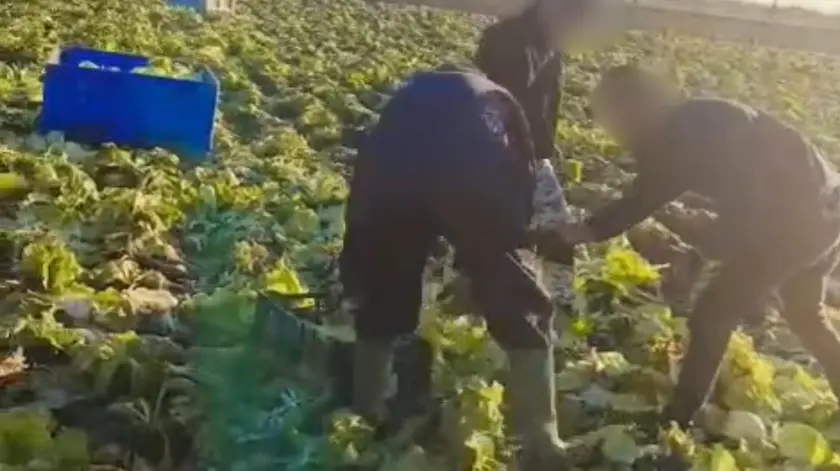 Caporalato sui campi trevigiani