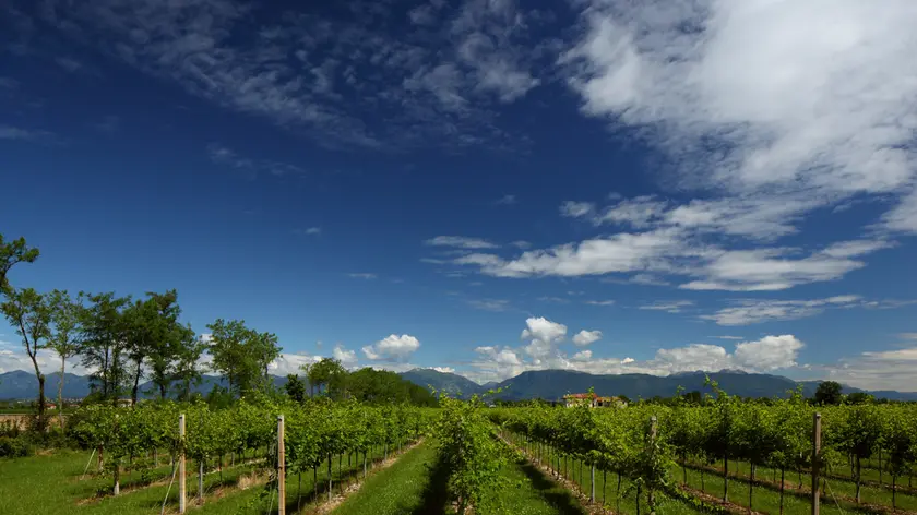 Vigneti di Prosecco Doc nella pianura trevigiana