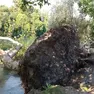 Il pioppo di 70 anni abbattuto dal maltempo in Restera