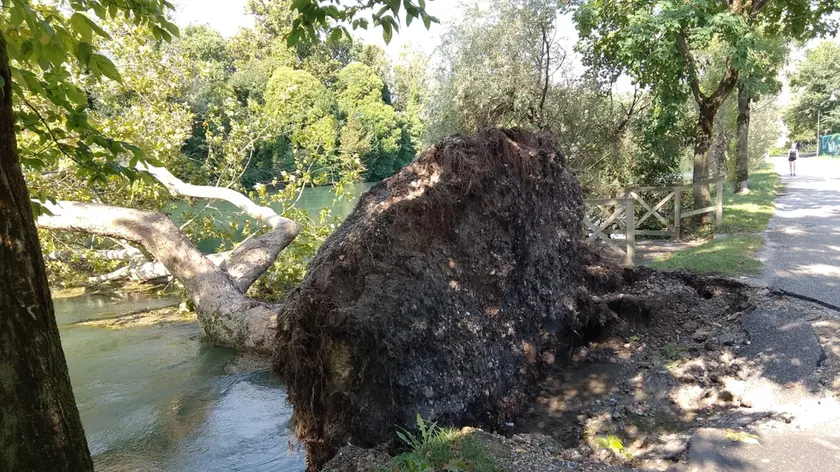 Il pioppo di 70 anni abbattuto dal maltempo in Restera