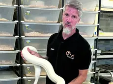 Enrico Marconato con uno dei suoi serpenti