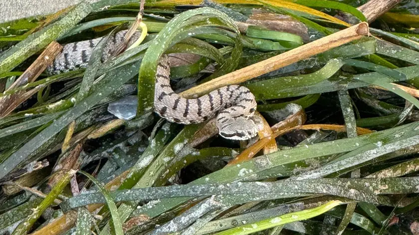 Vipera morde turista alla Brussa: secondo caso in pochi giorni
