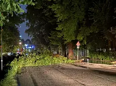 Alberi abbattuti in viale Felissent