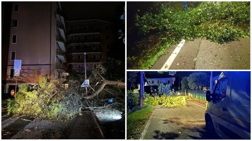 Maltempo, alberi abbattuti dal vento nei quartieri di Treviso