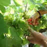 Parte in anticipo la vendemmia del Prosecco