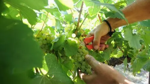 Parte in anticipo la vendemmia del Prosecco