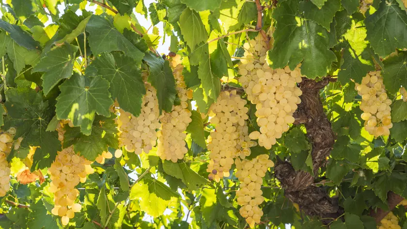 A breve via alla vendemmia del Prosecco