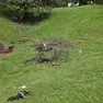 I resti dei poveri animali sbranati dai lupi