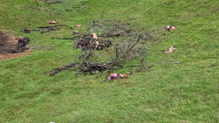 I resti dei poveri animali sbranati dai lupi