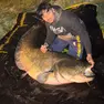 Il pesce siluro pescato nel Piovego