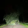 Uno degli alberi caduti a causa del maltempo