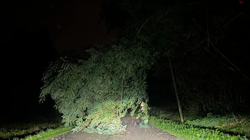 Uno degli alberi caduti a causa del maltempo
