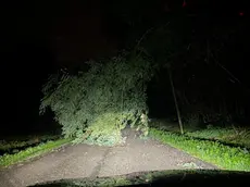 Uno degli alberi caduti a causa del maltempo