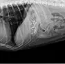 I chiodi dentro allo stomaco del cane, la radiografia