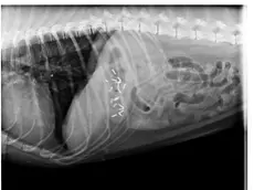 I chiodi dentro allo stomaco del cane, la radiografia