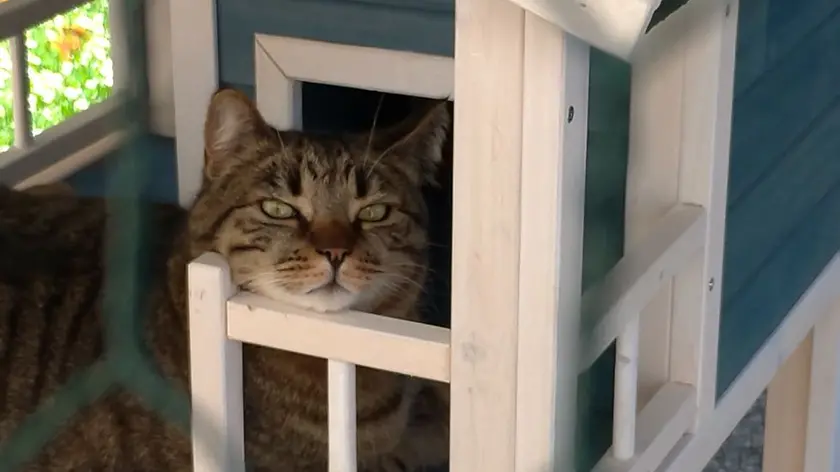 Birillo, il gatto ucciso a fucilate dal cacciatore